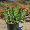 Red Dragon Flower - Huernia schneideriana