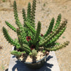 Red Dragon Flower - Huernia schneideriana