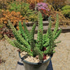 Red Dragon Flower - Huernia schneideriana