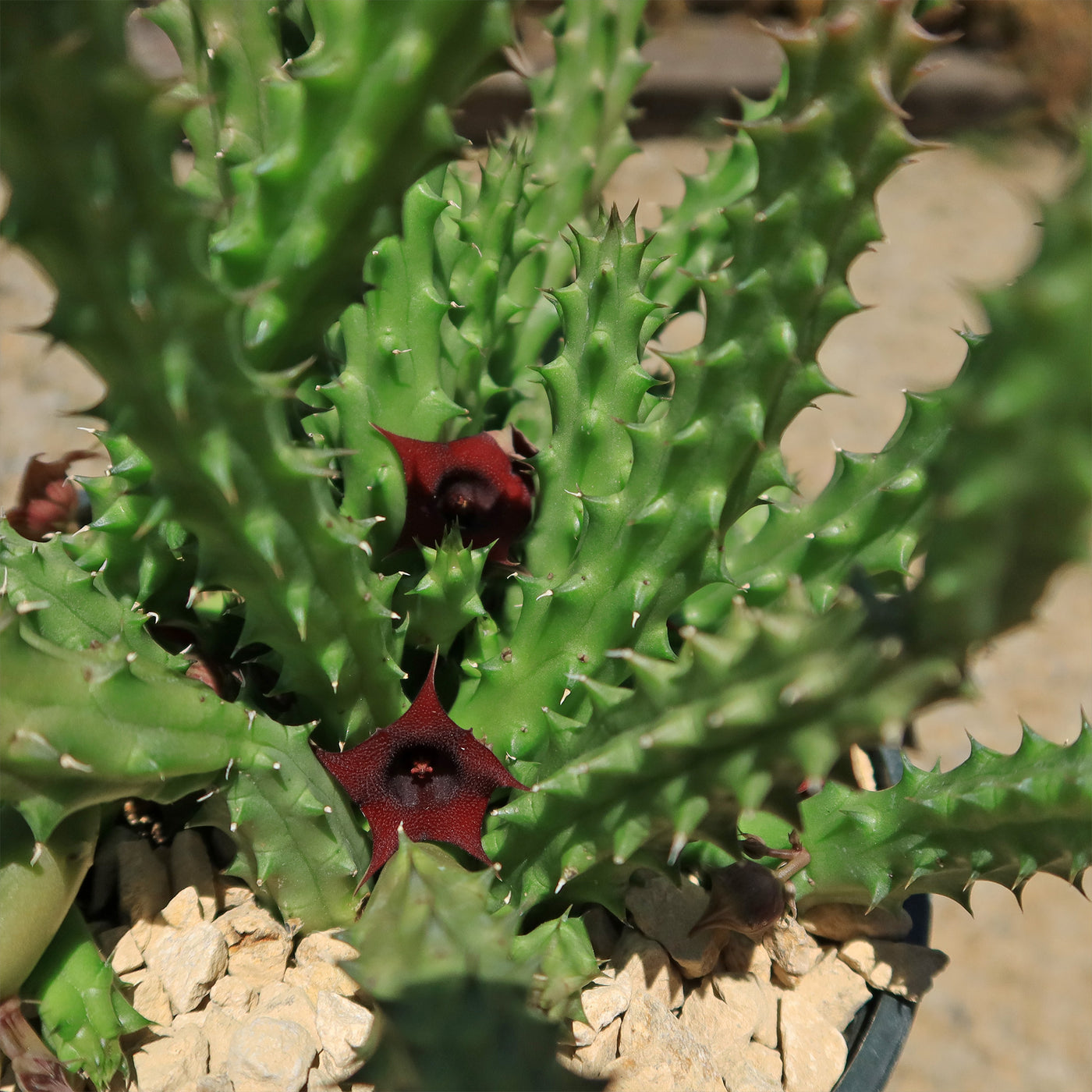dragon succulent plant Shop 'Red Dragon Flower - Huernia schneideriana' Care & Info
