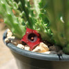 Red Dragon Flower - Huernia schneideriana