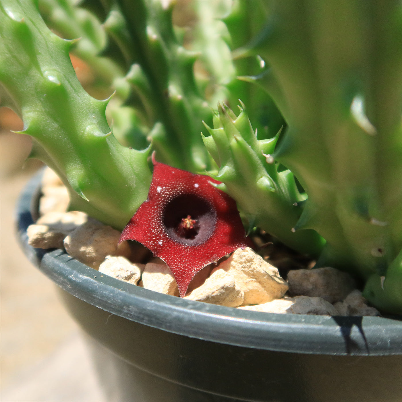 spiky succulent with red flower Shop 'Red Dragon Flower - Huernia schneideriana' Care & Info