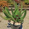 Red Dragon Flower - Huernia schneideriana