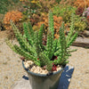 Red Dragon Flower - Huernia schneideriana