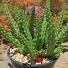 Red Dragon Flower - Huernia schneideriana