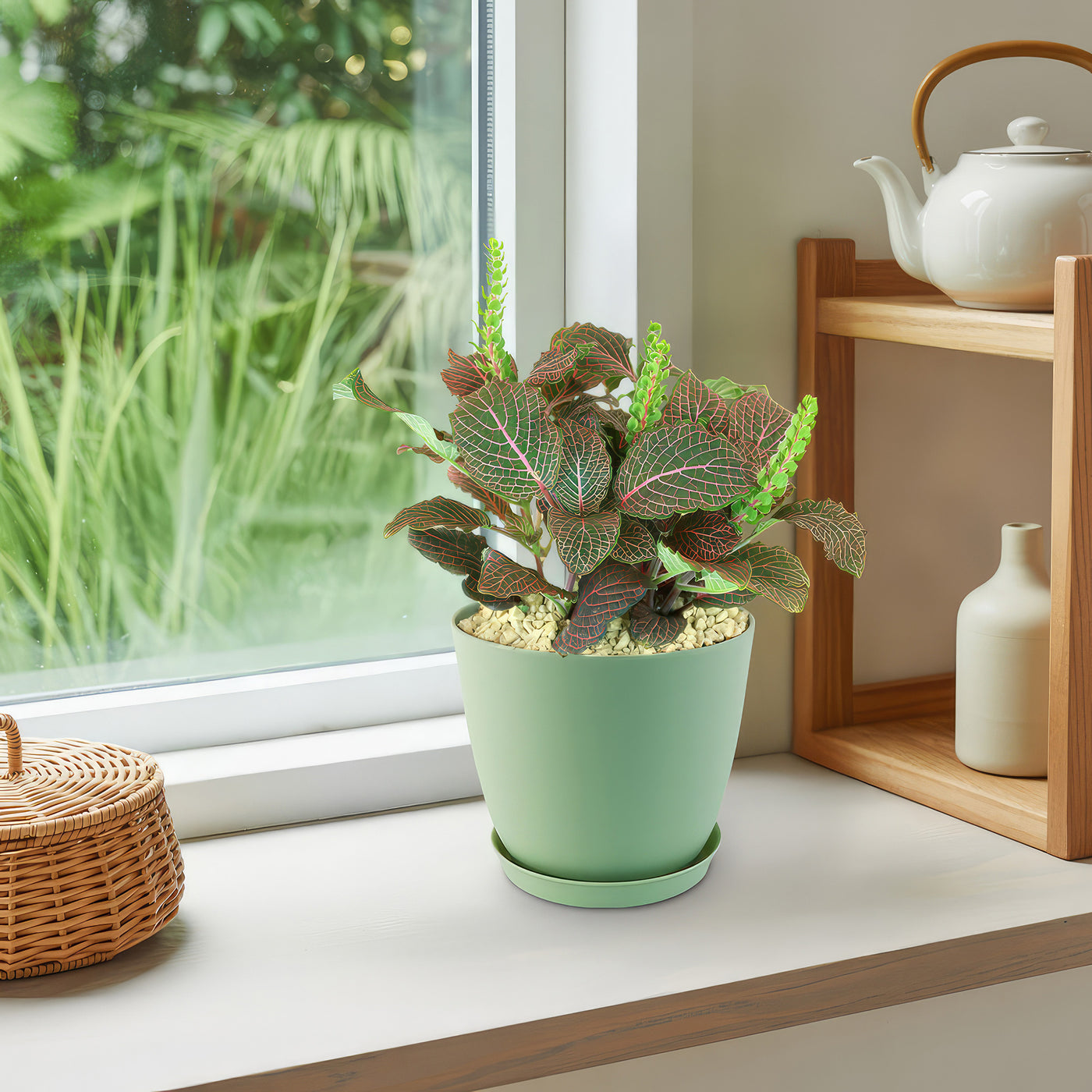 nerve plant hanging basket Shop 'Red Nerve Plant' Care & Growing Guide