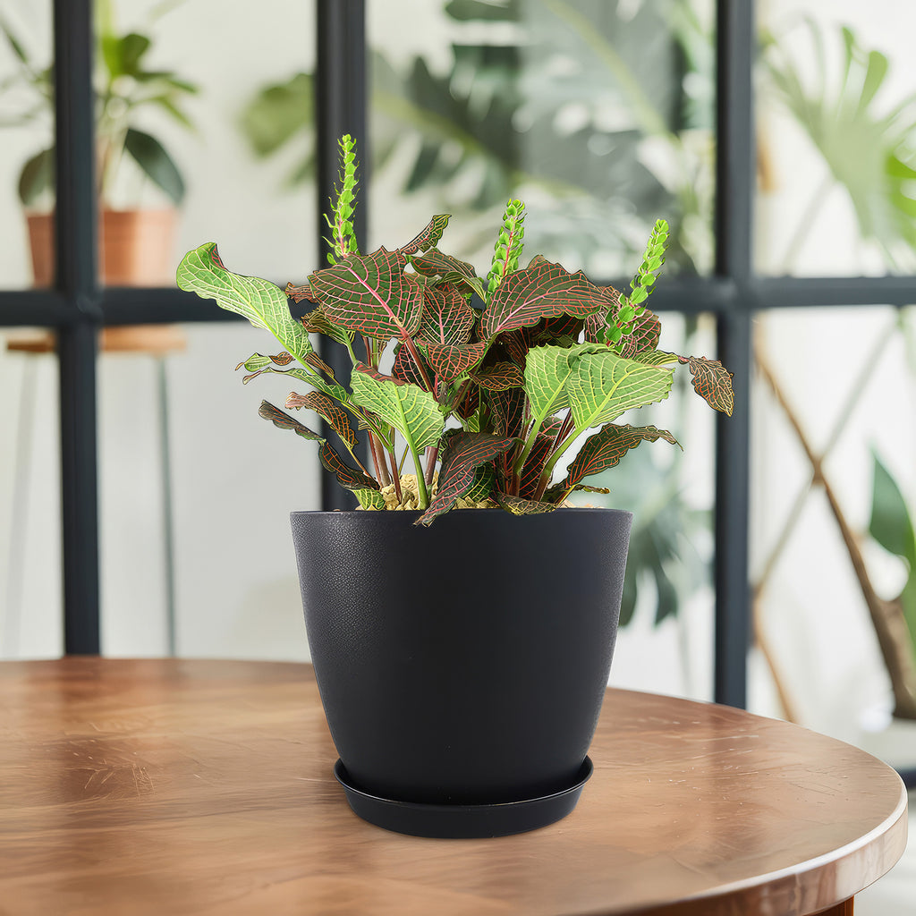 Red Nerve Plant - Fittonia albivenis ‘Red Anne’