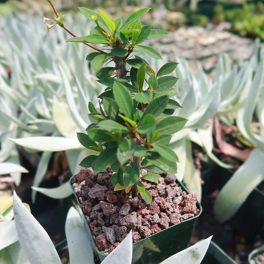 1 Lb 3/8 Red river rock Cactus and Succulent Top Soil Dressing