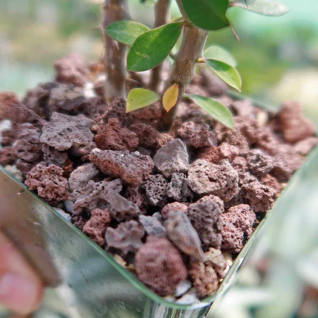 1 Lb 3/8 Red river rock Cactus and Succulent Top Soil Dressing