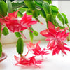 Christmas Cactus &