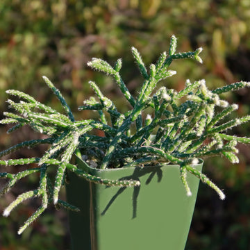 Plante Rhipsalis Pulchra En Pot De 15 Cm - Cactus Feuillu Décoratif Pour Intérieur - 12