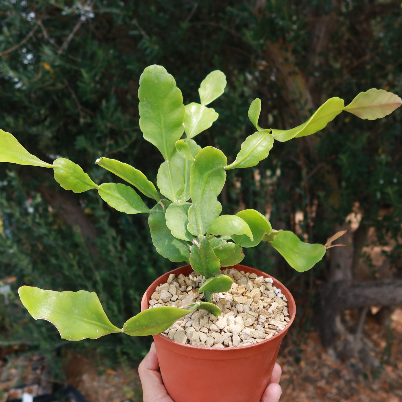 rhipsalis indoor plant Easy-Care Rhipsalis Pachyptera | Buy Online