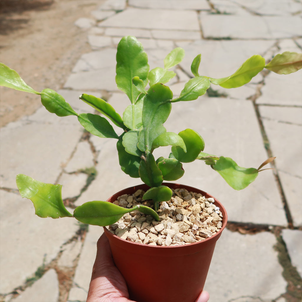 Rhipsalis pachyptera