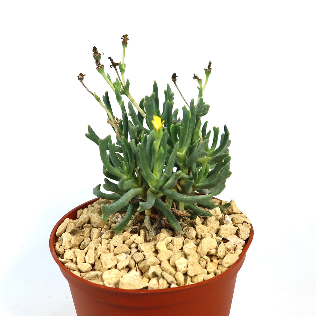 Potted indoor plant with glossy green leaves beside a small Buddha statue