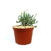 Rhombophyllum dolabriforme succulent with green finger-like leaves and a yellow flower in a brown pot with gravel on white background.