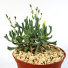 Rhombophyllum dolabriforme succulent with thick green stems and a small yellow flower in a brown pot with light gravel on white background.