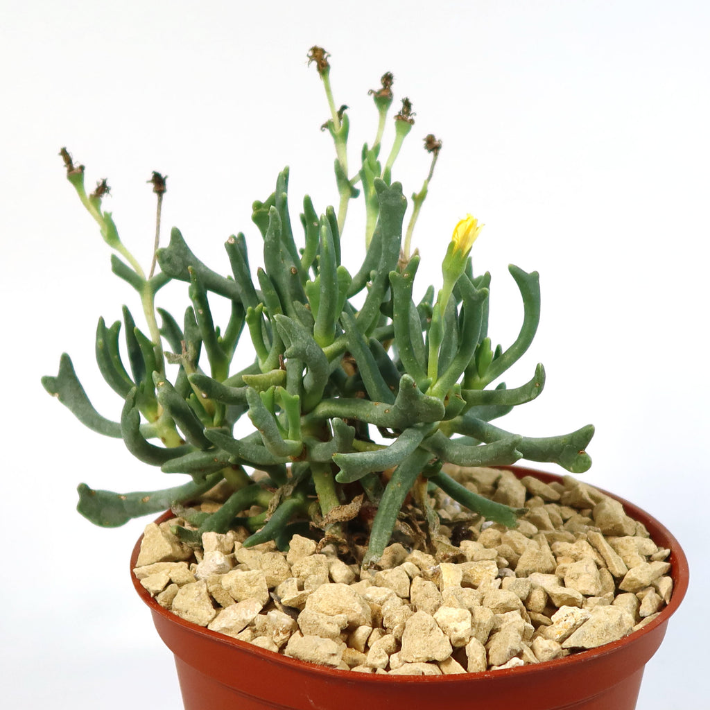 Potted indoor plant with glossy green leaves beside a small Buddha statue