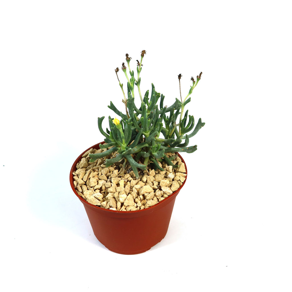 Potted indoor plant with glossy green leaves beside a small Buddha statue