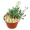 Rhombophyllum dolabriforme succulent with slender green stems and yellow blooms in a brown pot with light gravel on white background.