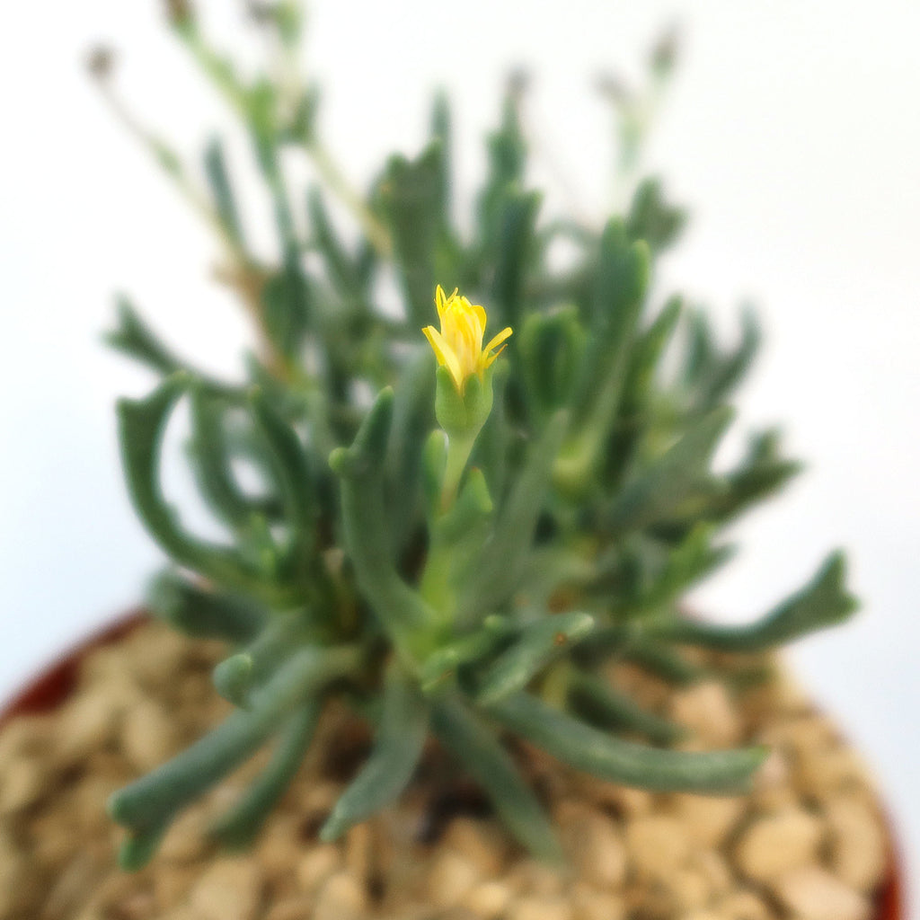 Potted indoor plant with glossy green leaves beside a small Buddha statue