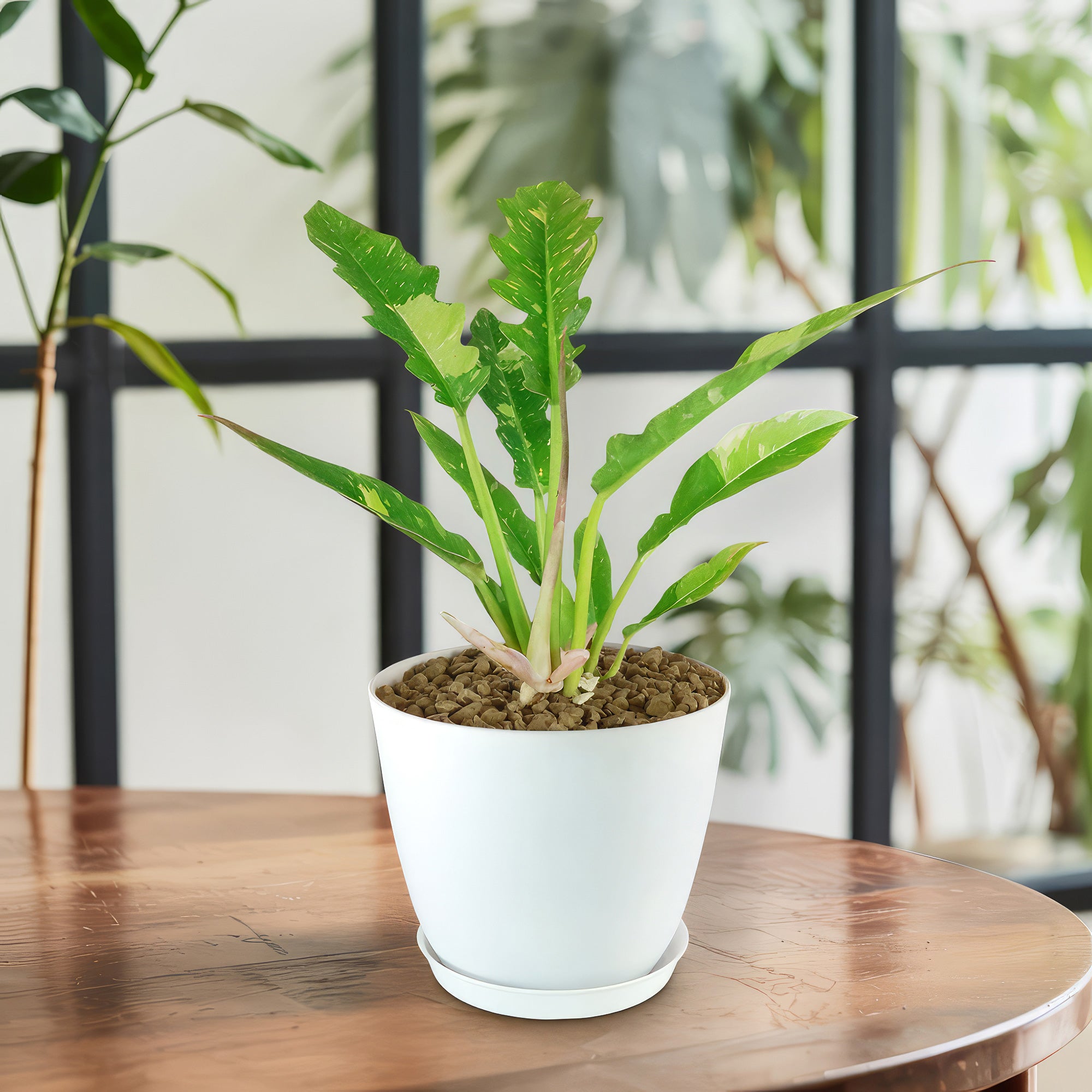 Ring of Fire Plant - Philodendron ‘Ring of Fire’