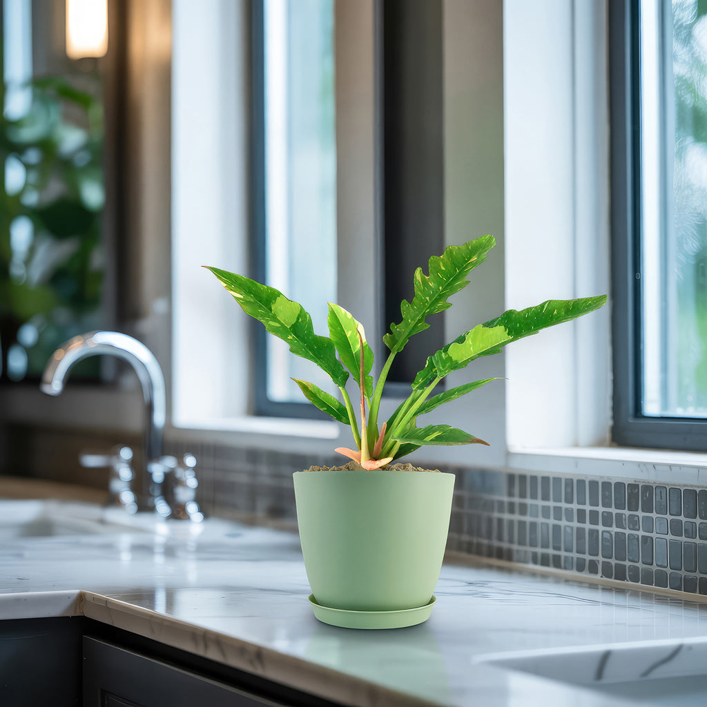 Ring of Fire Plant - Philodendron ‘Ring of Fire’