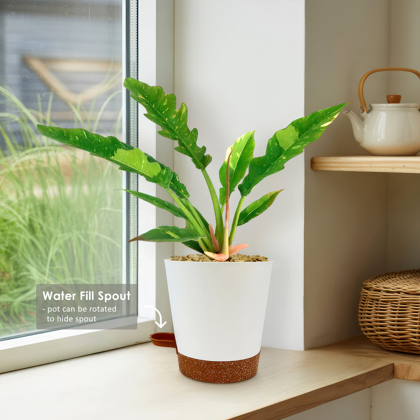 philodendron fireplace Shop 'Philodendron Ring of Fire' Care & Growing Guide
