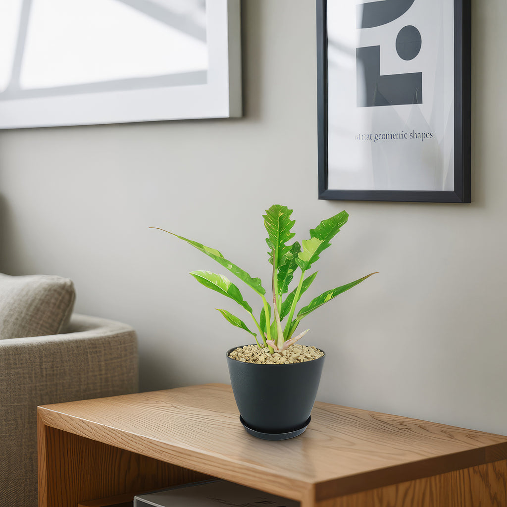 Ring of Fire Plant - Philodendron ‘Ring of Fire’