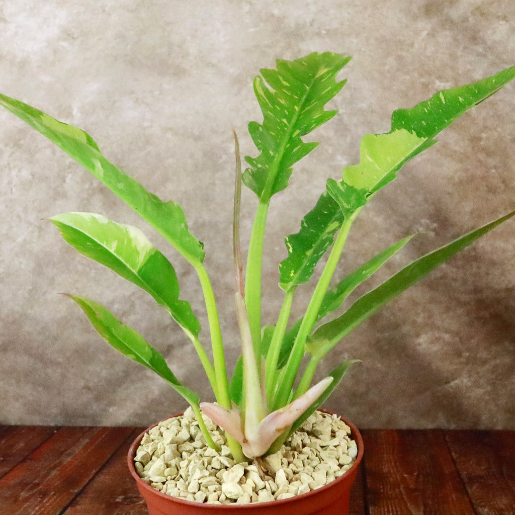 Ring of Fire Plant - Philodendron ‘Ring of Fire’