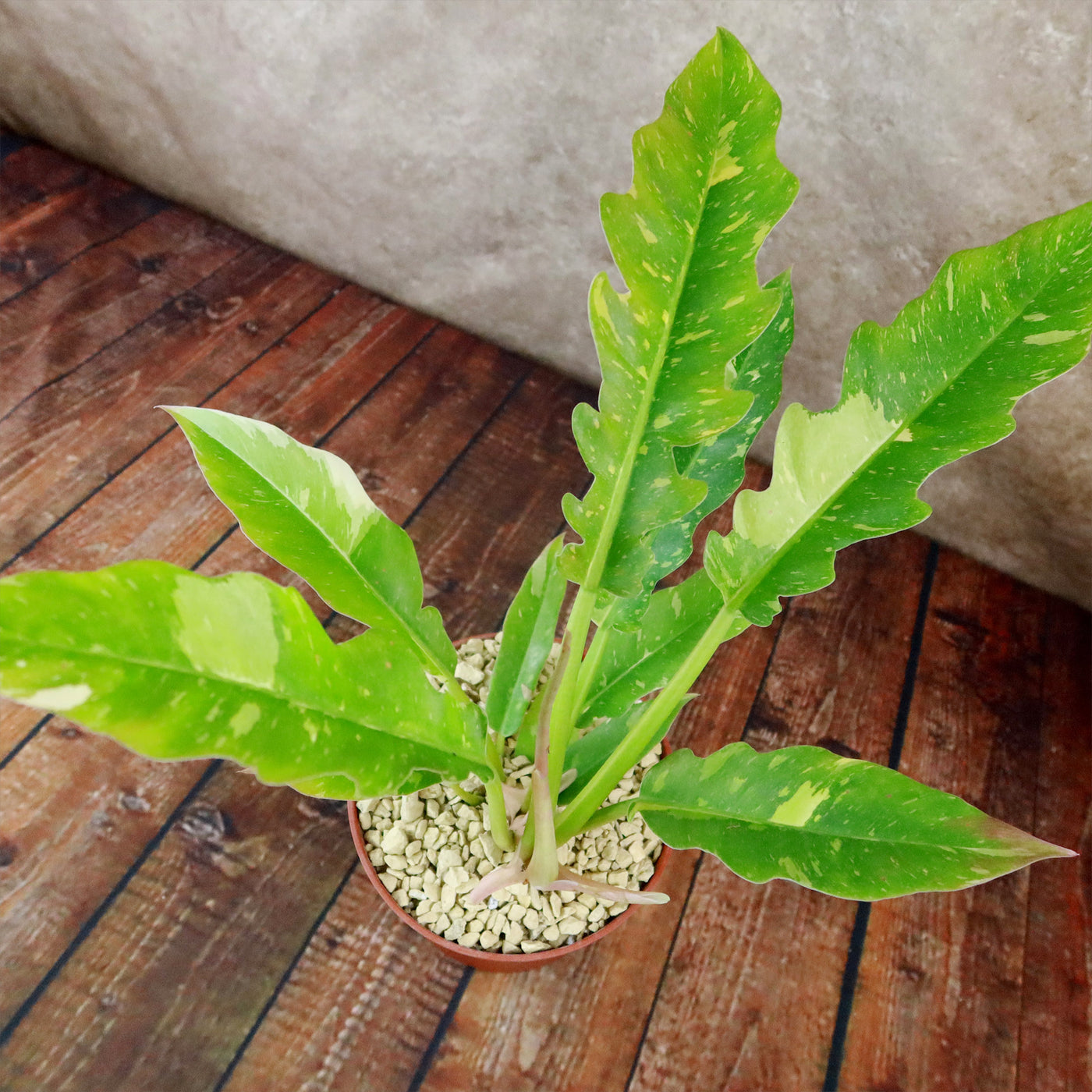 serrated philodendron Shop 'Philodendron Ring of Fire' Care & Growing Guide