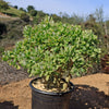 Ripple Jade - Crassula arborescens &