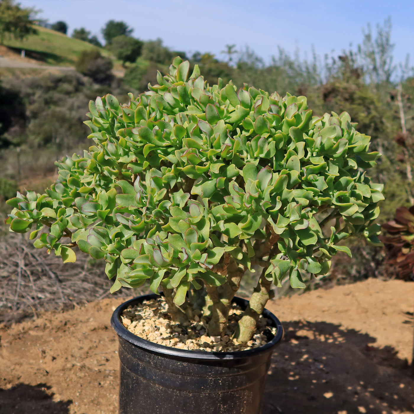 Ripple Jade - Crassula arborescens 'Undulatifolia'