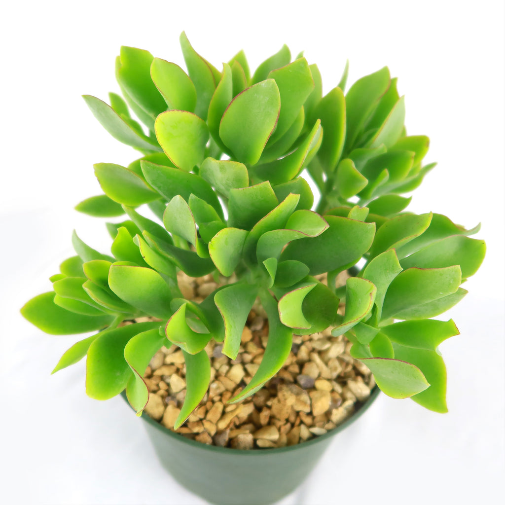 Ripple Jade - Crassula arborescens &