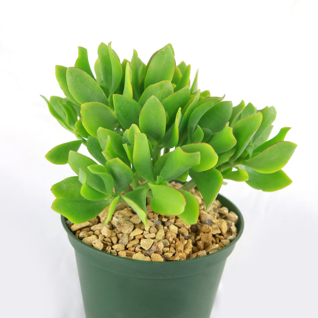 Ripple Jade - Crassula arborescens &