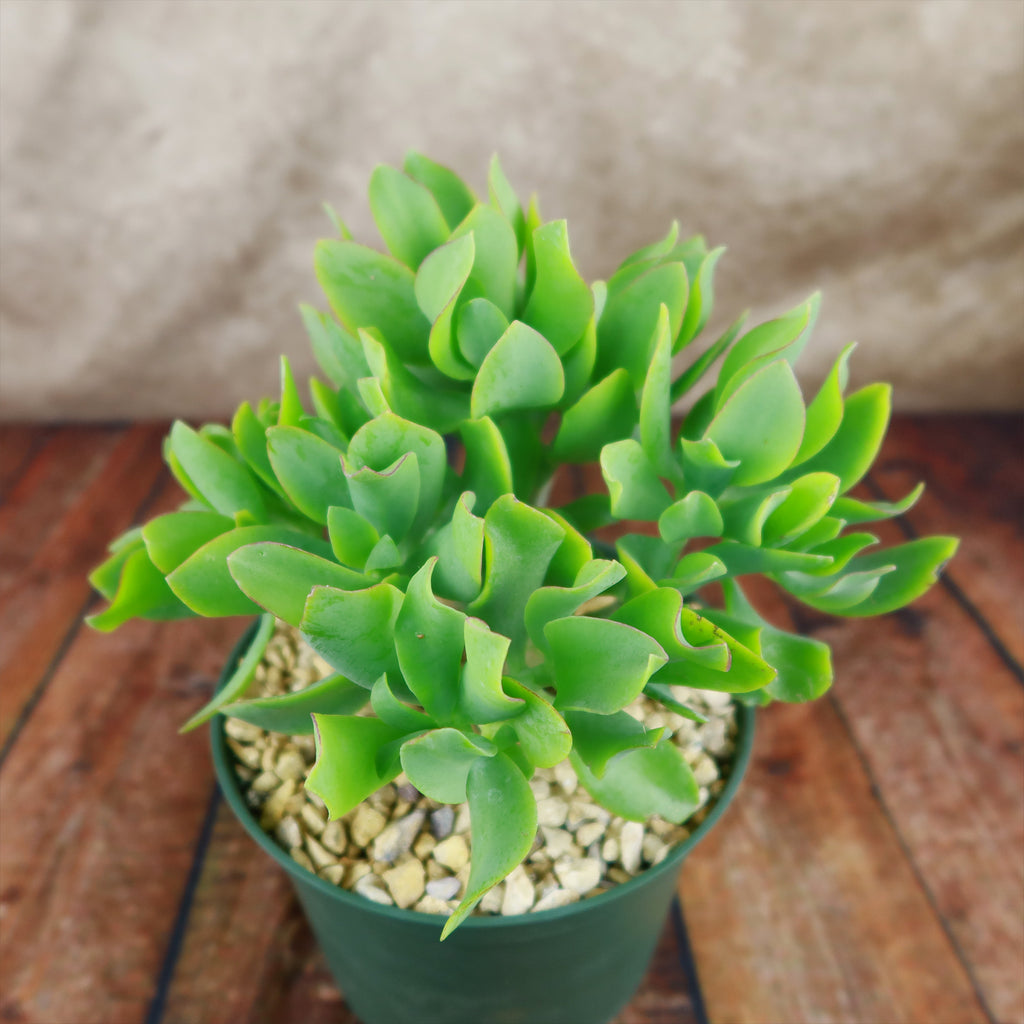 Ripple Jade - Crassula arborescens &