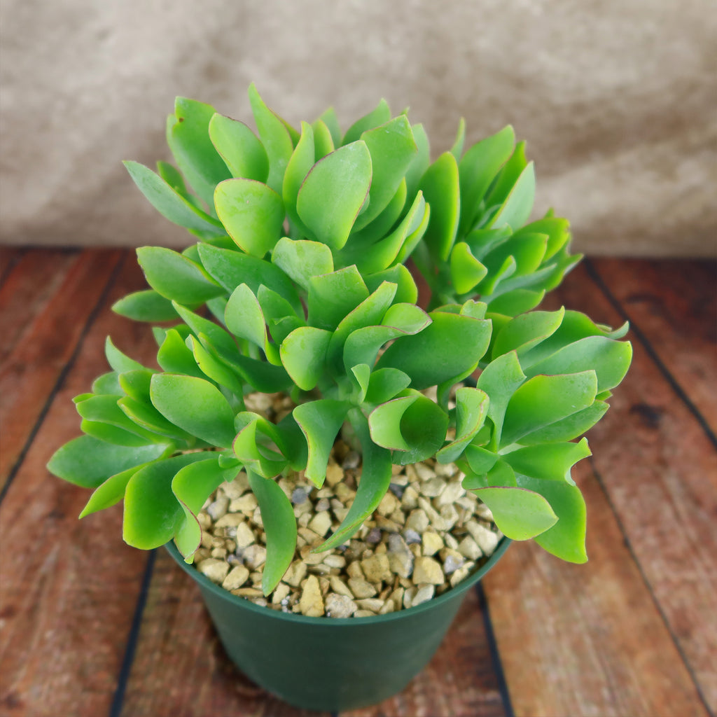 Ripple Jade - Crassula arborescens &