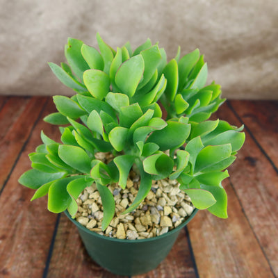 fluted jade plant Ripple Jade