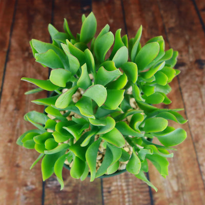 succulent plant with curly leaves Ripple Jade