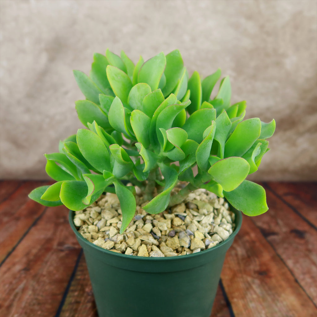 Ripple Jade - Crassula arborescens &