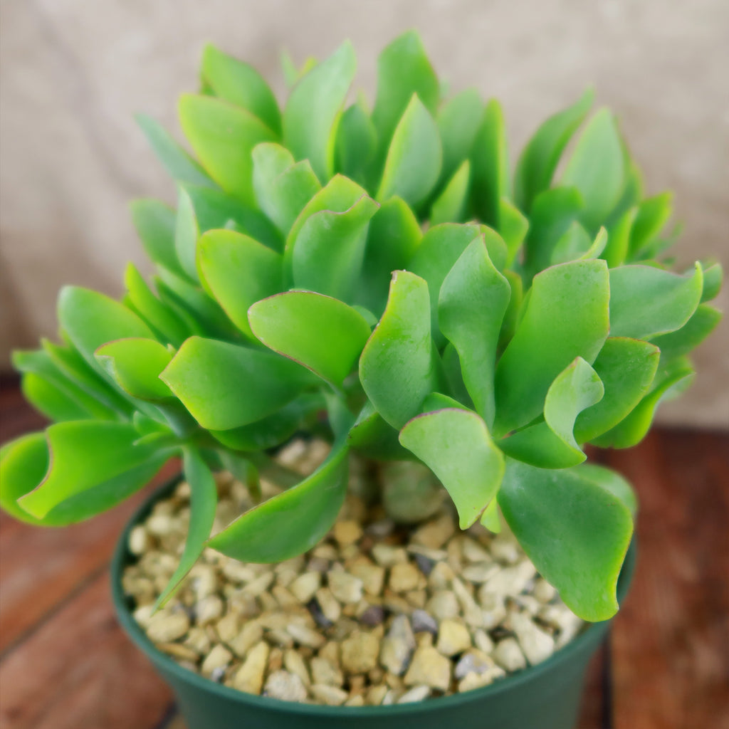 Ripple Jade - Crassula arborescens &