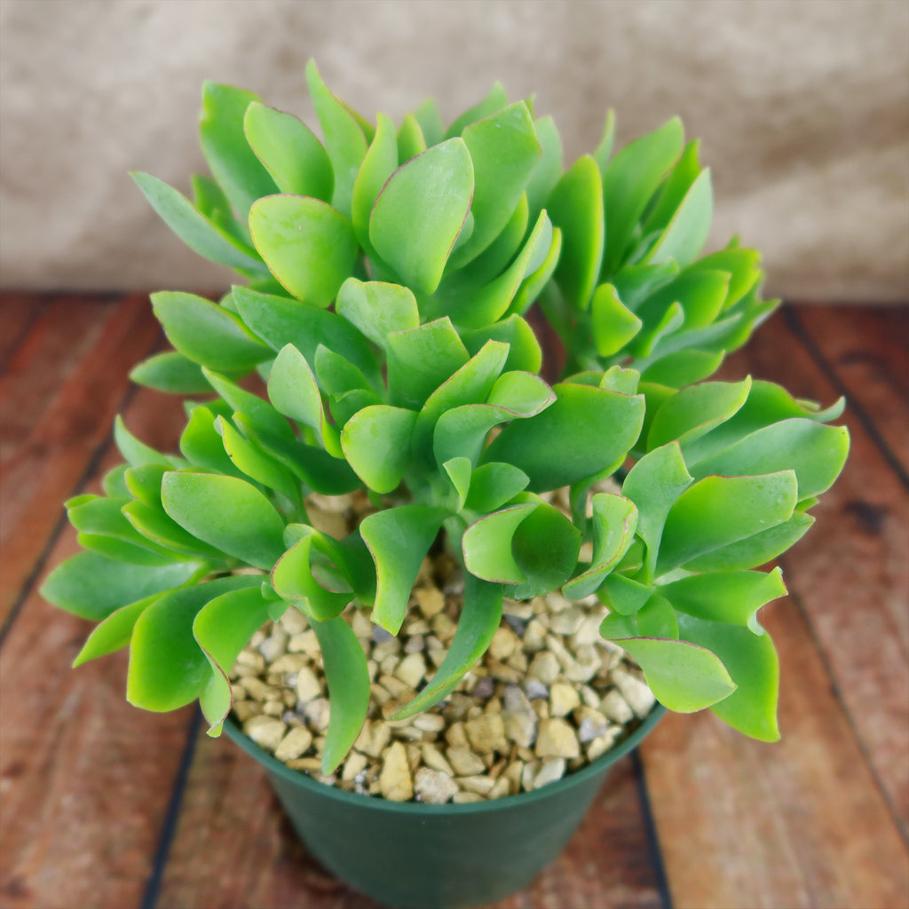 Ripple Jade - Crassula arborescens &