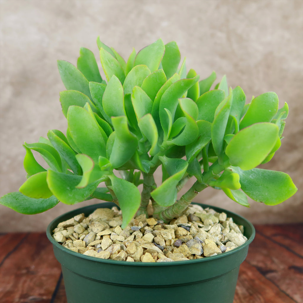 Ripple Jade - Crassula arborescens &