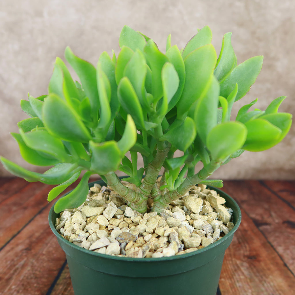 Ripple Jade - Crassula arborescens &