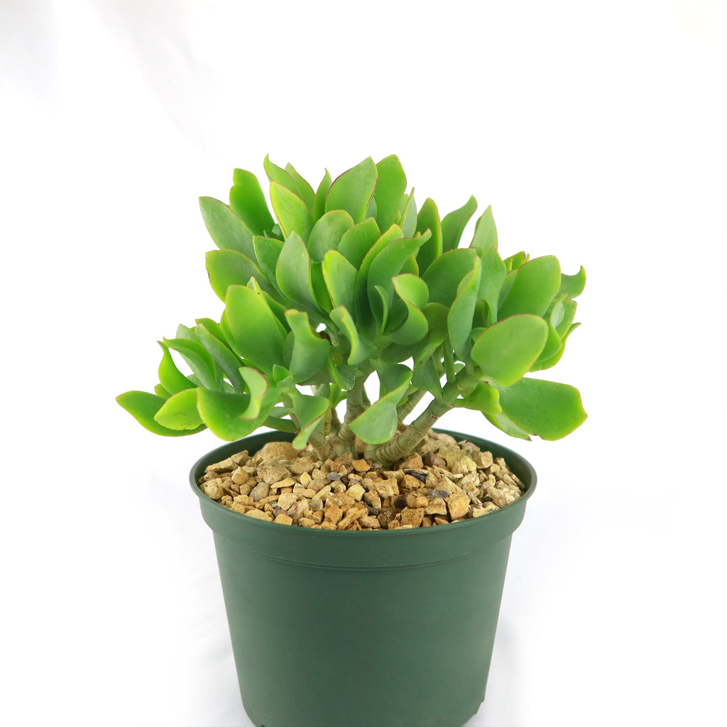 Ripple Jade - Crassula arborescens &