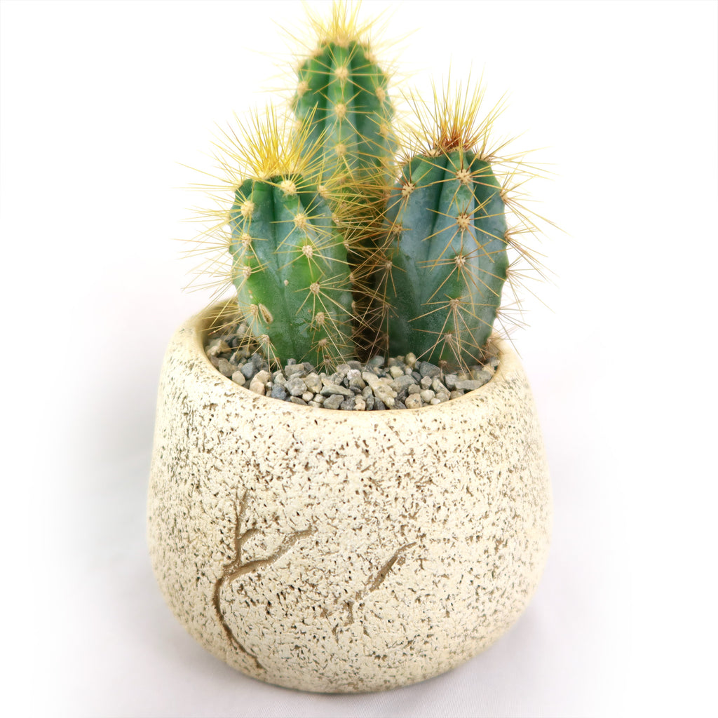 Ceramic Planter Rock Pot – Earthy Design for Cacti, Succulents & More