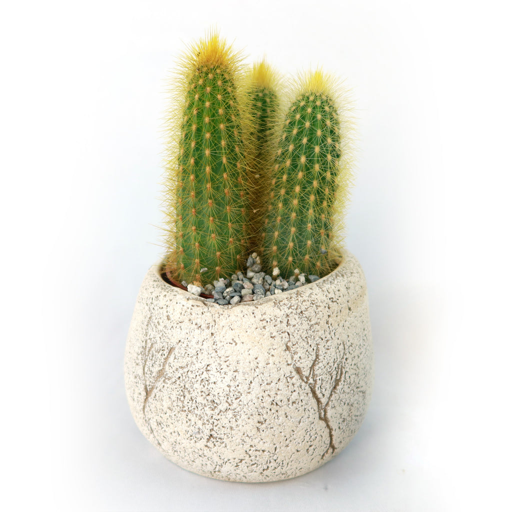 Ceramic Planter Rock Pot – Earthy Design for Cacti, Succulents & More