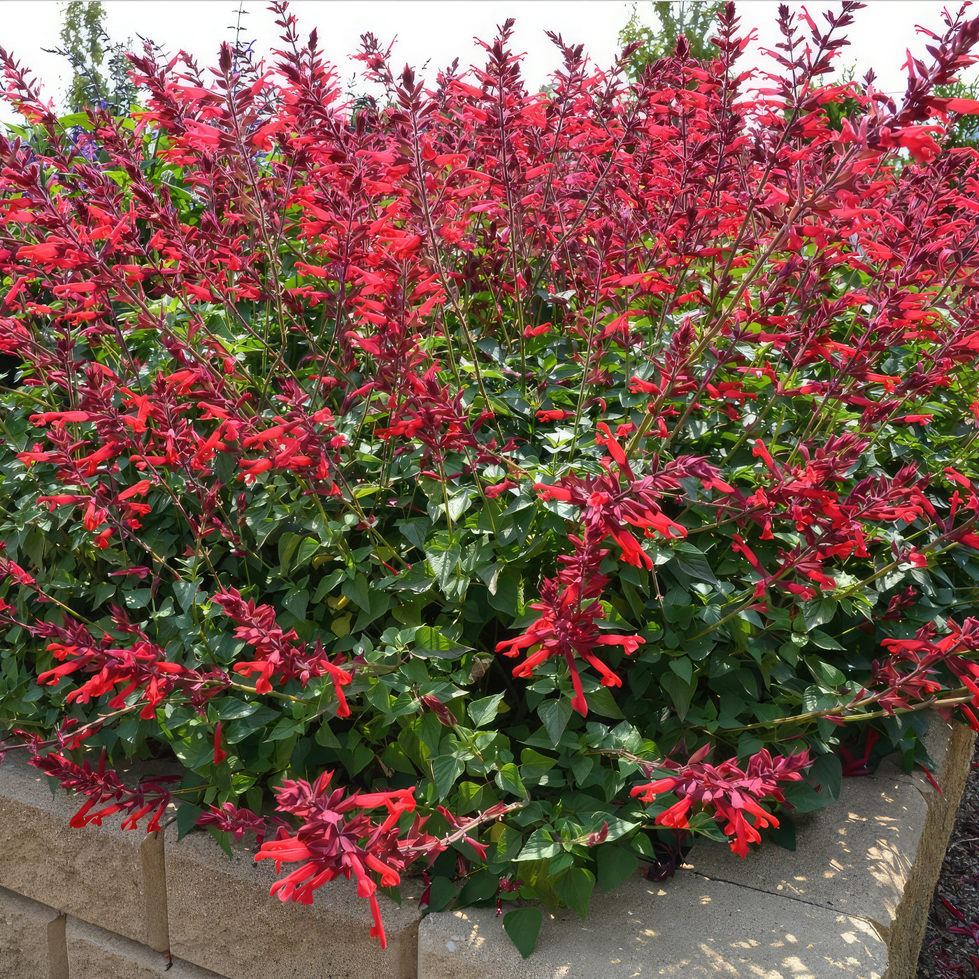 Red Salvia ‘Roman red’