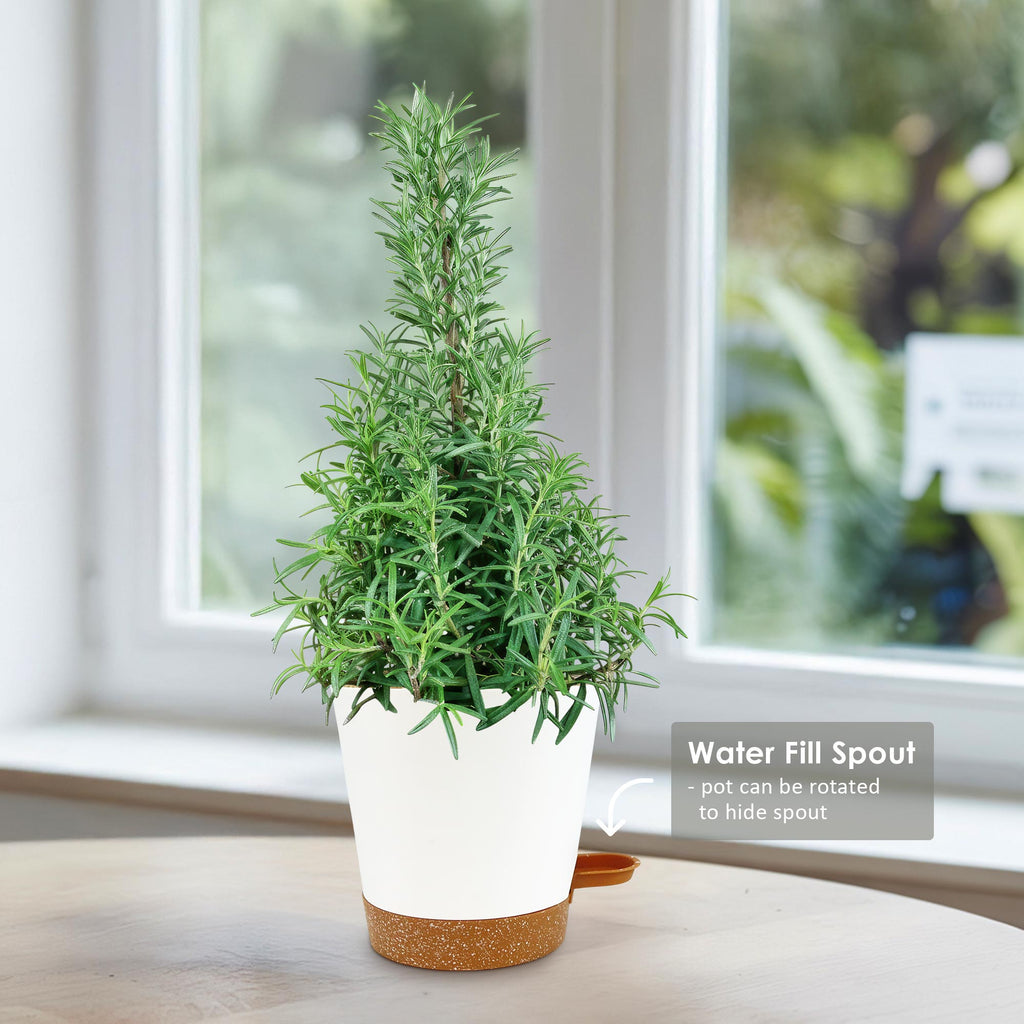 Rosemary Christmas Tree ‘Salvia rosemarinus’