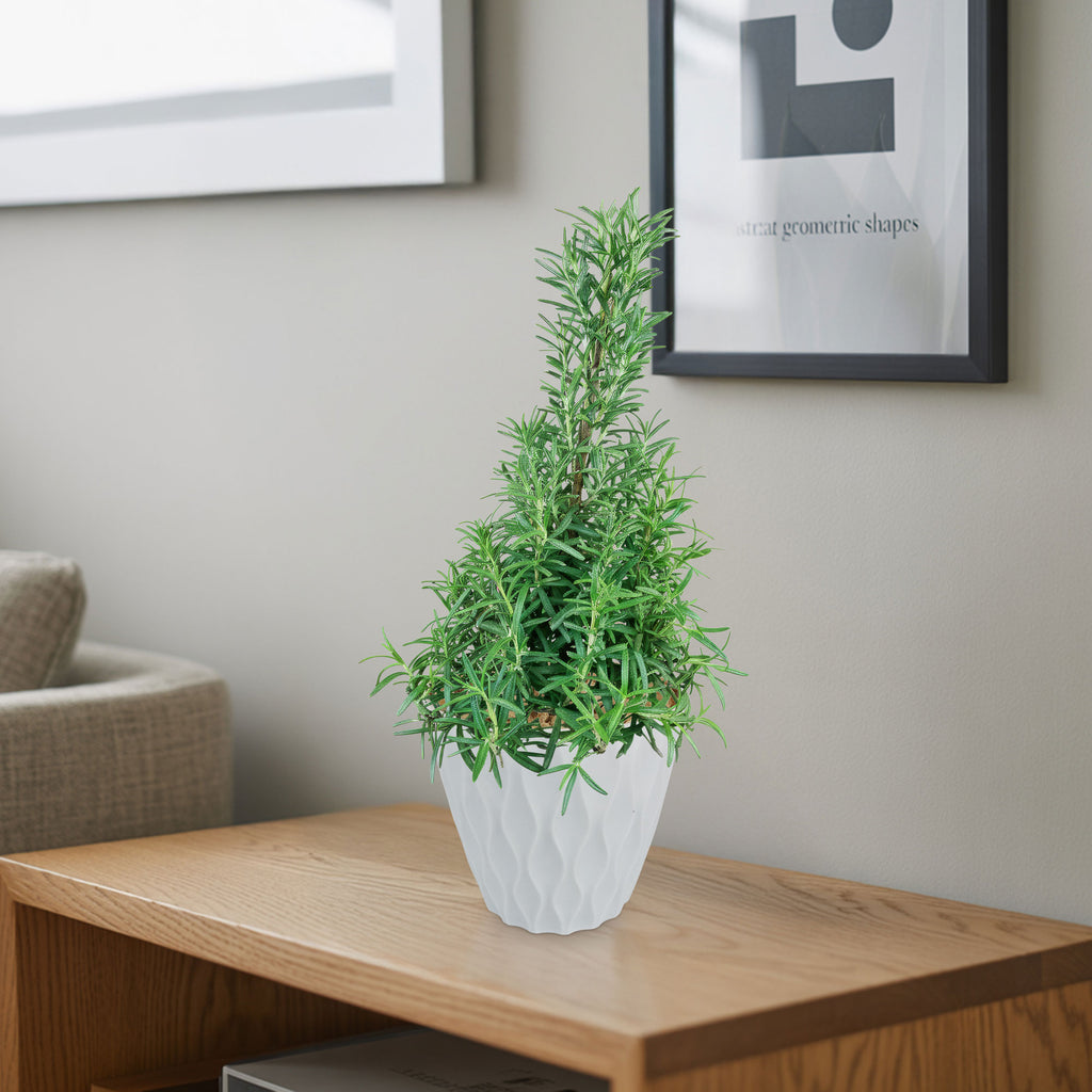 Rosemary Christmas Tree ‘Salvia rosemarinus’