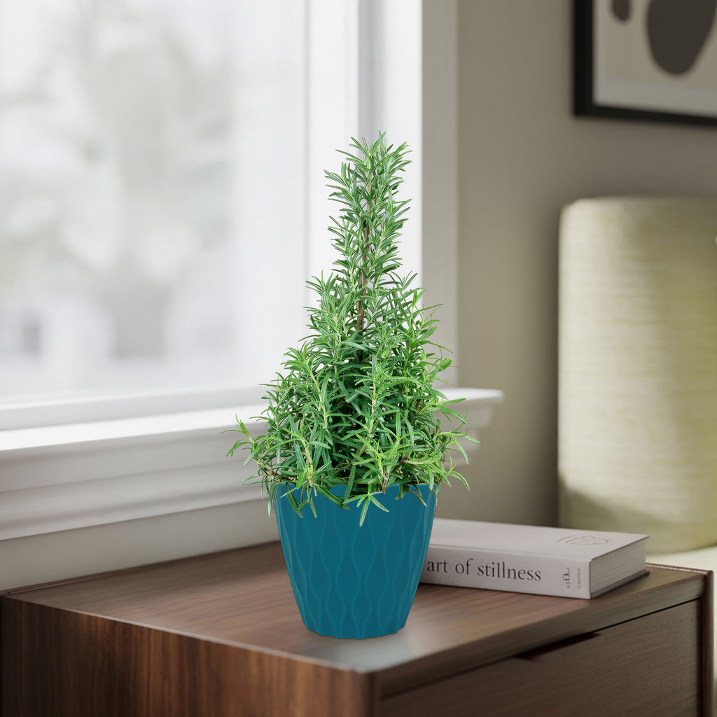 Rosemary Christmas Tree ‘Salvia rosemarinus’